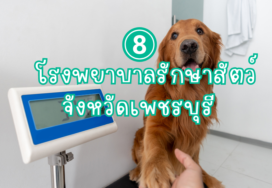 8 โรงพยาบาลรักษาสัตว์จังหวัดเพชรบุรี