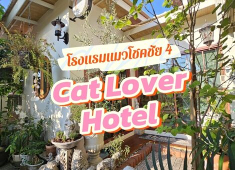 Cat-Lover-Hotel