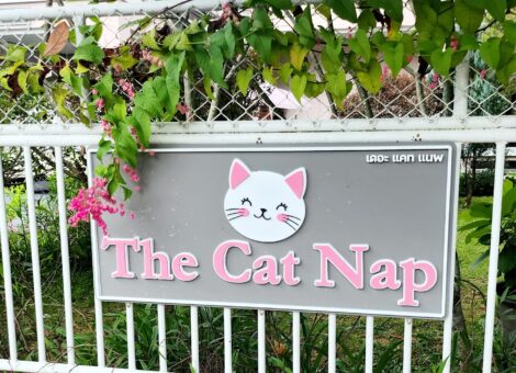 The-Cat-Nap-Chiang-mai