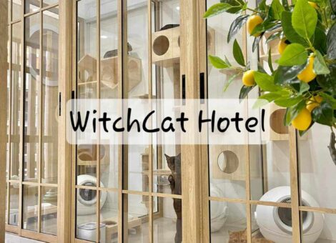 WitchCat-Hotel