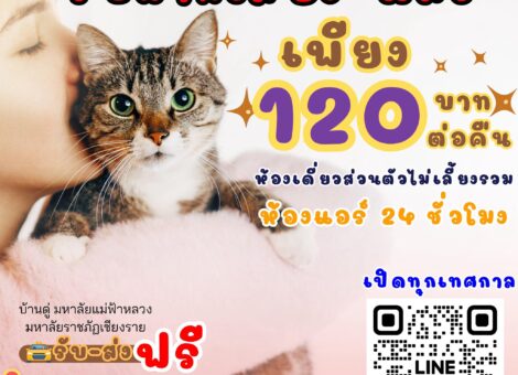 Cat-hotel-Chiang-Rai