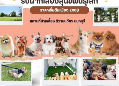 Dogcare-Nonthaburi