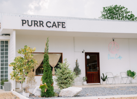 Purr-Cafe-Nakhonpathom-1