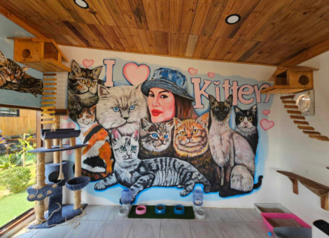 Kitten-Cafe-Phetchaburi-1